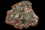 Triassic Petrified Wood (Araucaria) - Circle Cliffs, Utah #113279-2